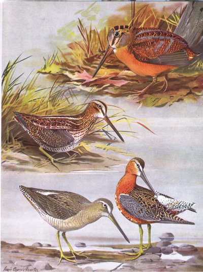 Wilsons Snip, Oostelijke Dowitcher, Amerikaanse Houtsnip door Louis Agassiz Fuertes